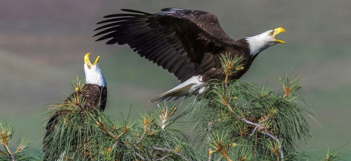 MareBanuCoach's tweet photo. This day in 2007 represented a rare conservation victory: Bald eagles were removed from the endangered species list, capping one of the most dramatic wildlife comebacks in history.

And the bald eagle survived to become 🇺🇸America’s official national bird in 2024.

🇺🇸🇺🇸🇺🇸🦅🦅🦅 https://t.co/bYVyZH2Ovs