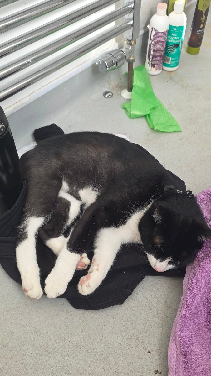 mochitinycos's tweet photo. Enjoy this pic of my cat ✨️ His name is Bucky
Check out my Twitch: https://t.co/FQDPAQzWKT
#streamer #twitchstreamer #cat #catowner #catlover #feature #twitch #stream #gamer https://t.co/uxU6HGmKk9
