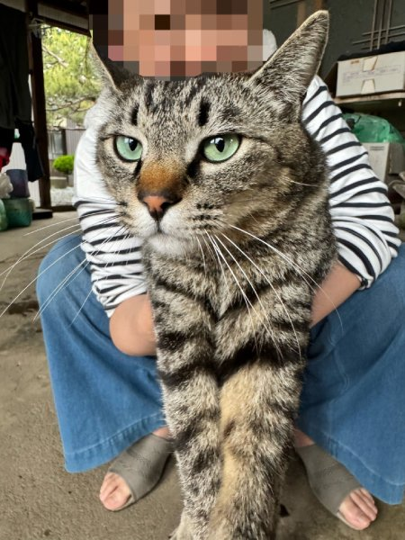 livedoornews's tweet photo. 【反響】でかっ！おばあちゃんの膝で甘える猫…錯覚が生んだ“巨大猫”ショットに驚き
https://t.co/3PPkztvUBX

写っているのは、5歳になるキジトラの男の子。普段はやんちゃでありながら、人の膝の上が大好きな大の甘えん坊なのだそう。しかしバランスを崩してずり落ちてしまうこともあるという。 https://t.co/OVL7yPs0Gi