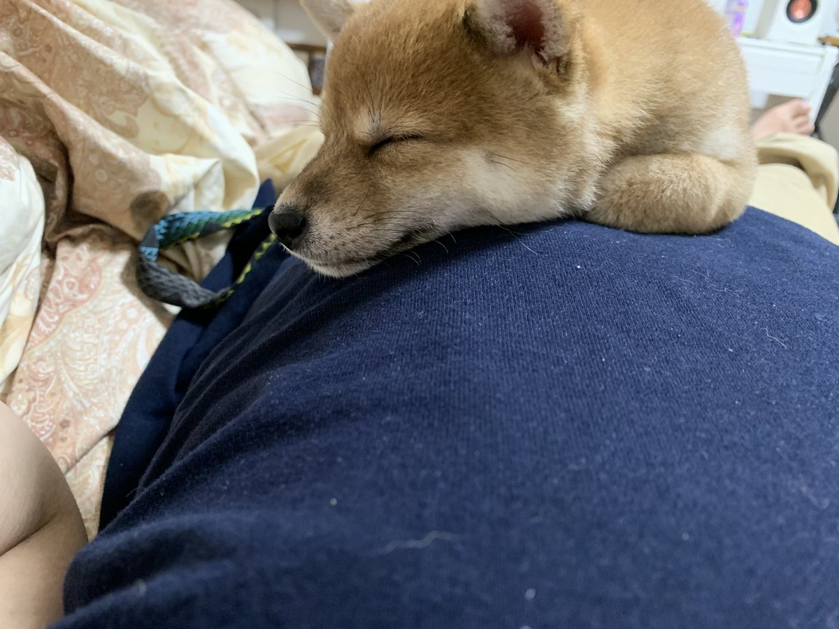 豆柴豆吉🐾1歳 (@mamekichi0620) / Posts / X