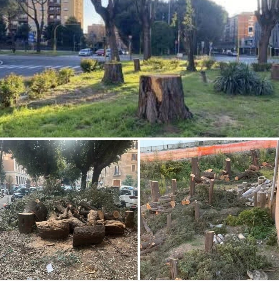 incel_aidigino's tweet photo. Gualtieri ha tagliato migliaia di alberi a Roma.
La sinistra è la coalizione degli idioti malati di mente? Sì o sì? https://t.co/vLEidkJiYH