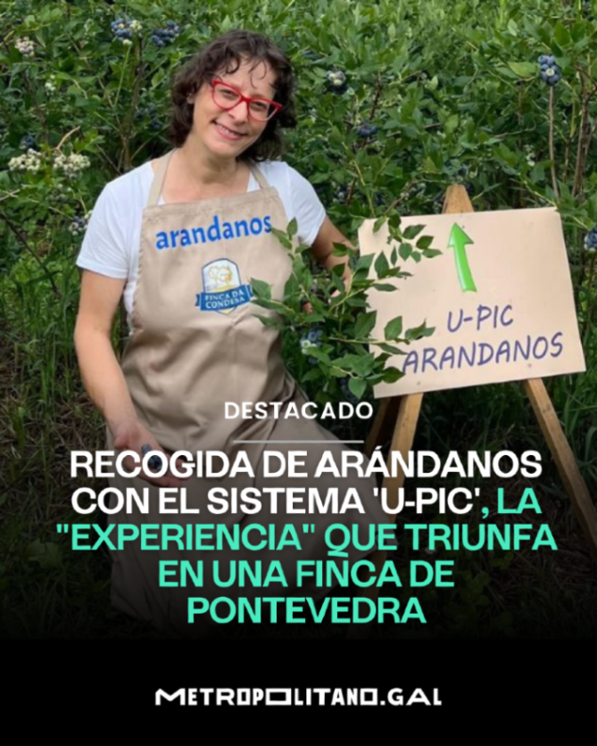 MetroVigo's tweet photo. #Planes #Galicia 
🫐 Recogida de arándanos con el sistema 'U-pic', la "experiencia" que triunfa en una finca de Pontevedra

🧺 En esta finca, cualquiera pueda recoger sus propios arándanos 👉 https://t.co/6Fh8TYuwhw https://t.co/XYKj1NK2KM