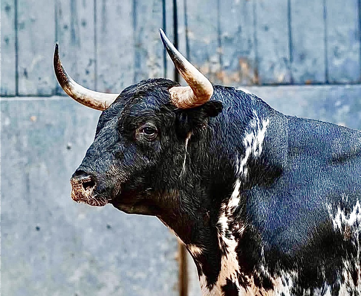 Ignacioirujo's tweet photo. #Toro #Bulls #España #Spain #Tauromaquia #Espectacular #Belleza #Bravura #Nobleza #Fuerza #GanadoBravo #Cultura #Dehesa #ReinoAnimal #Colorido #Presencia #Respeto #Fuerza #PielDeToro #CorridaDeToros #Maestro #PlazaDeToros #FiestaBrava #Torero #MatadorDeToros #CulturaEspañola https://t.co/c4NsrEQ1XF