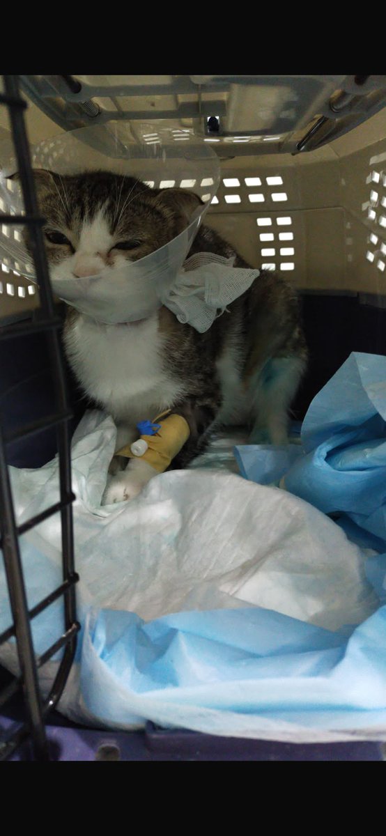Animal_rescue0's tweet photo. #انقاذ #قطط #الدمام 
قطه مصابه بالكارونات وإنزيمات مرتفعه بالكبد عالجتها شهر كامل والحين انتكست ولا تاكل ولا شي بس قاعده بالزاويه وضعها سيئ الي يقدر ياخذها يعالجها وانا باخذها ماعندي مشكله بعد العلاج بس أنا والله تعبت على فواتير كثير لها وباقي ماسددت توني معقمتها من الشهر القطه مو لي القطه لقيتها عند الحديقه تعبانه تكفووون والله ماعاد تتحرك القطه إلا خفيف ولا تاكل لازم نوديها بأقرب وقت القطه اخاف تموت ماتاكل 
0557580261
الدمامقطع مصابه بالكارونات وإنزيمات مرتفعه بالكبد عالجتها شهر كامل والحين انتكست ولا تاكل ولا شي بس قاعده بالزاويه وضعها سيئ الي يقدر ياخذها يعالجها وانا باخذها ماعندي مشكله بعد العلاج بس أنا والله تعبت على فواتير كثير لها وباقي ماسددت توني معقمتها من الشهر القطه مو لي القطه لقيتها عند الحديقه تعبانه تكفووون والله ماعاد تتحرك القطه إلا خفيف ولا تاكل لازم نوديها بأقرب وقت القطه اخاف تموت ماتاكل 
0557580261
الدمام
