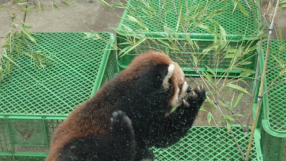 Hopi_31's tweet photo. 「油断できないわ シャッターチャンス」の精神で、がんばレッサーレッサーしましたが、レッサーパンダはこっちを向いてくれませんでした
#群馬サファリパーク
#ふれあいパーク https://t.co/0vhAYixZf4