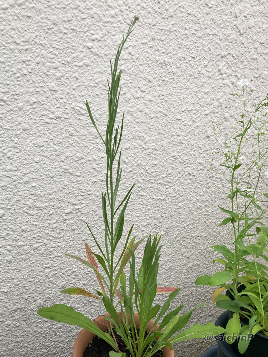 saichinP's tweet photo. やよいおりの種の続き。
種蒔きから71日目。
かすみ草は30輪くらい咲きまくっている。
矢車草となでしこは数日前から蕾が出てるんだけどそこからがなかなか https://t.co/YaGcXSfCf5