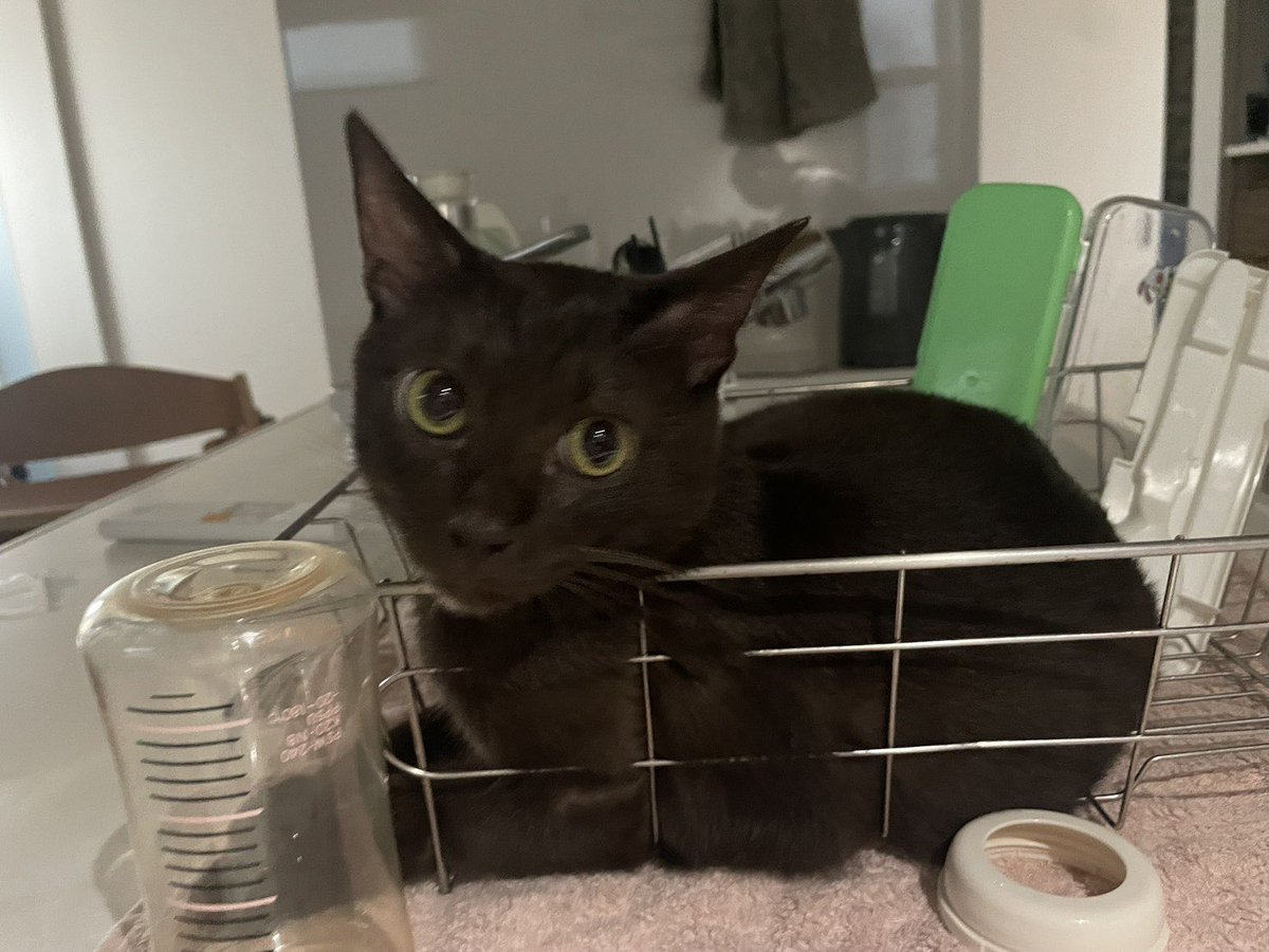 privateeye_pet's tweet photo. 【迷子猫を探しています‼️】

大阪府富田林市喜志町付近にて

6月28日から行方不明になりました💦

目撃した方はリプライやDMをいただけますと幸いです🙇‍♂️

名前：ちゃちゃ
性別：メス（避妊済）
年齢：7ヶ月
特徴：桜耳
　　　鍵しっぽ
　　　ブラウンスモーク色
　　　
#迷子猫 #猫 #迷い猫 #大阪府 #富田林市 #喜志町 #拡散希望 #迷子ペットを守りたい