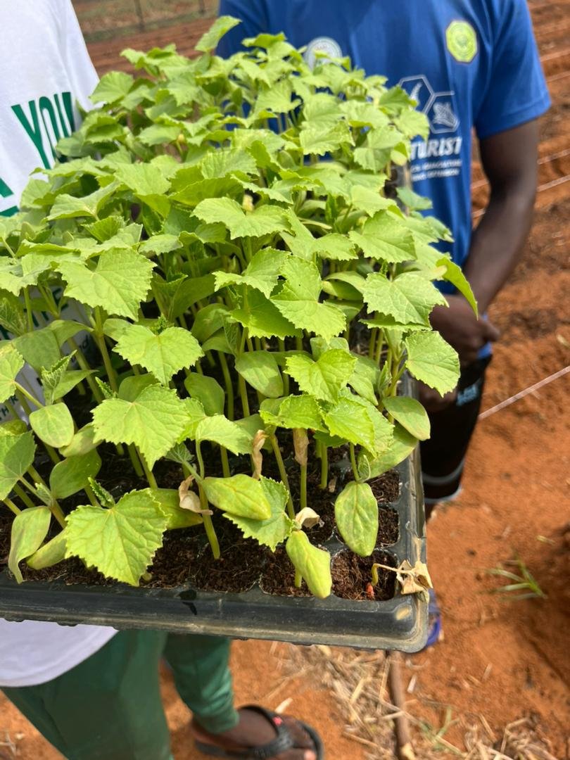 naas_udus's tweet photo. Learning goes beyond the classroom. 🌱

Today, students actively participated in the transplanting and practical handling of Okra, Tomato, and Cucumber under the NAAS Farm Project. Every participant had the opportunity to do the work personally, gaining real-life agricultural.... https://t.co/8w5OiohbfW