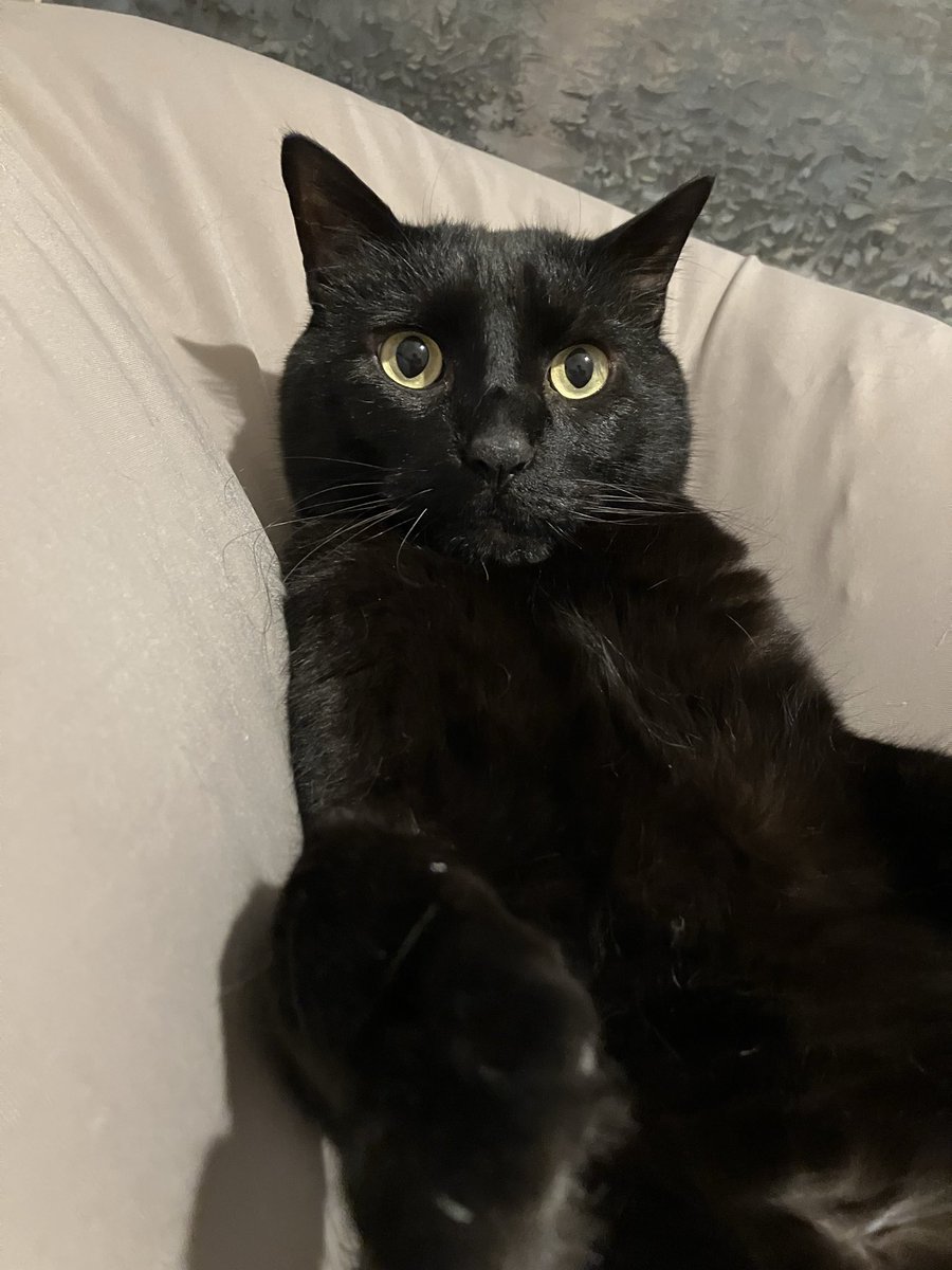 shizuka34's tweet photo. ああやはりくろねこはかわいい https://t.co/UpcwaNMft2