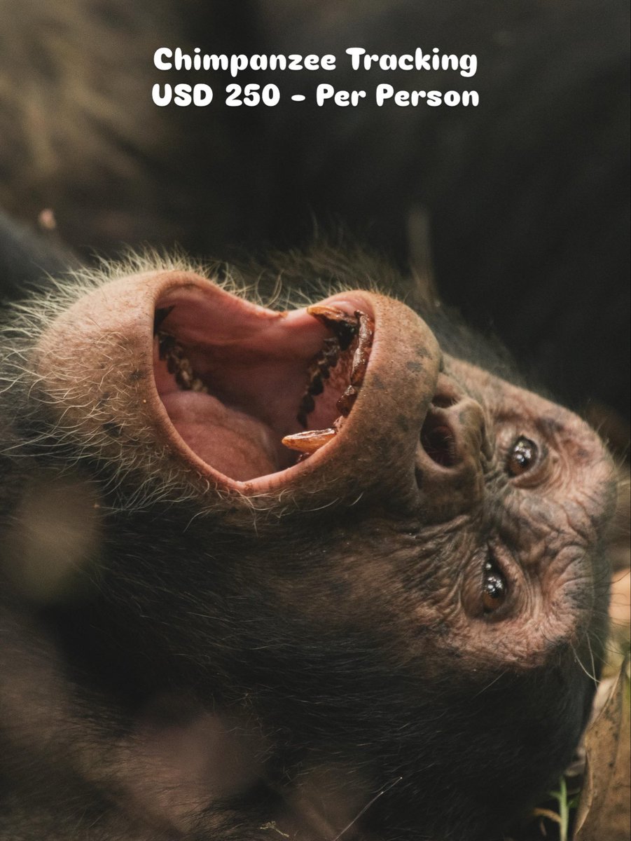 Upcountrysafari's tweet photo. Planning a chimpanzee adventure in Uganda? Here's the latest UWA permit update:

Chimpanzee Tracking - $250 (1 hour with a habituated community)

Chimpanzee Habituation – $400 (up to 4 hours with researchers and rangers)
Which experience would you choose?

#upcountrysafarisug https://t.co/SsUMHT6hgK