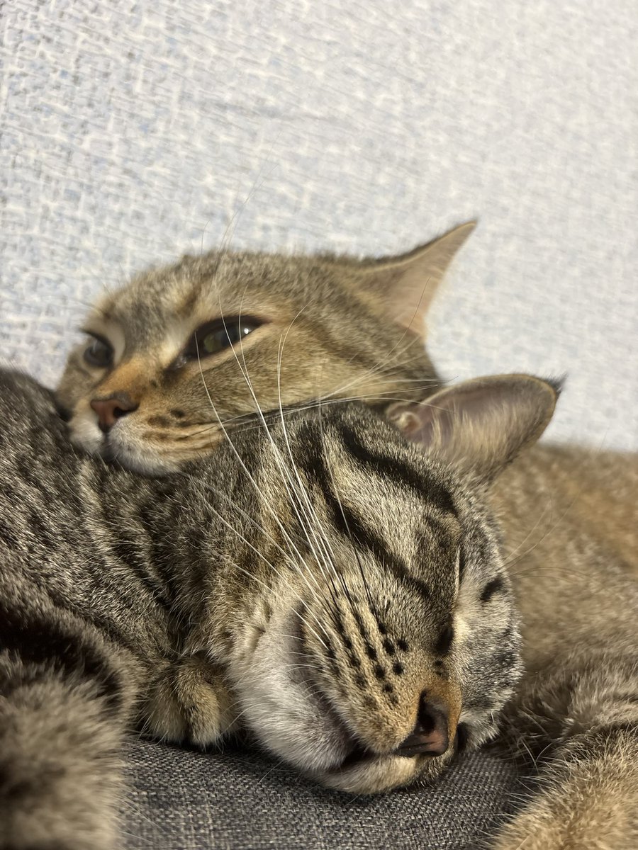 forestlandlc's tweet photo. How can I get these idiots to work? All they do all day is eat and sleep 🤓 https://t.co/o5SwQt5qiV