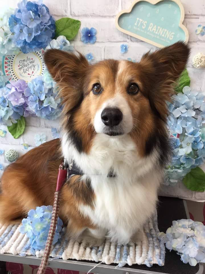 rancyan408's tweet photo. 6年前
2020年6月のるん。
11歳3ヶ月

お世話になっていた
動物病院のトリミングサロンにて
トリマーさんが撮影

スマホが良いのか
なかなか良く撮れてる

#フラッフィーコーギー
#コーギーがいた暮らしと風景
#お空組🌈
#秘密結社老犬倶楽部天国支部
#ほき動物病院クリニックトリミングサロン https://t.co/x3uLnRarc8