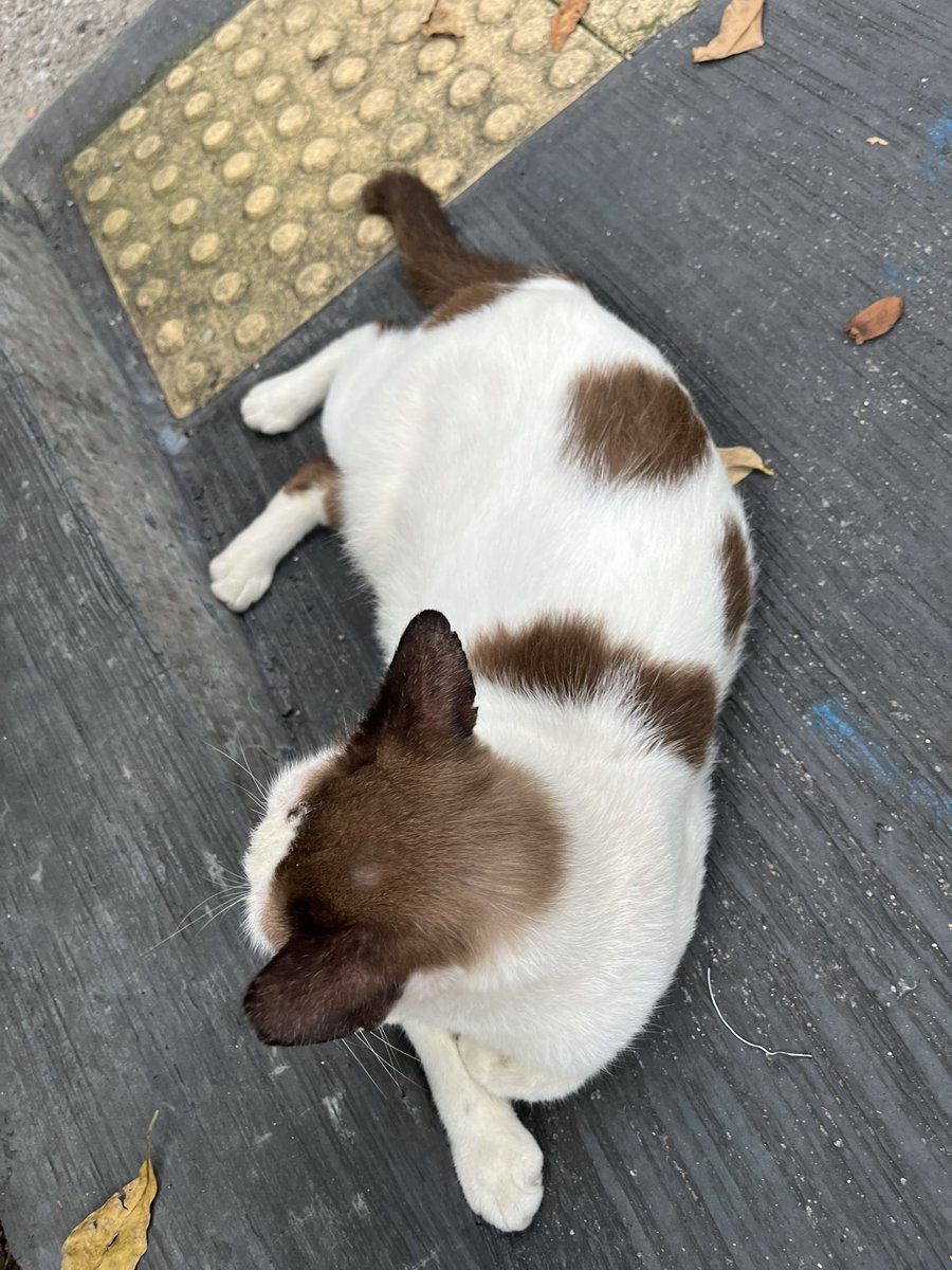 serinrg's tweet photo. TADI KETEMU KUCING GAK PERNAH KETEMU DI JKT WOY https://t.co/TvbdI5vrHV