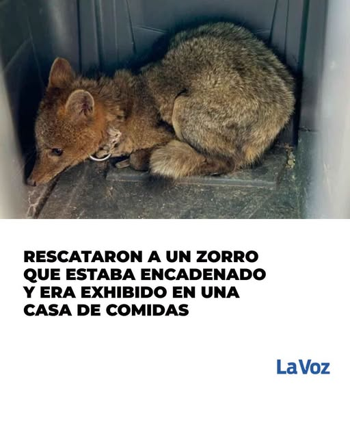 XxiJusticia's tweet photo. La gente debe informarse y educarse 
La Voz 
El animal silvestre fue hallado con signos de maltrato y hacinamiento durante un allanamiento en San Pedro. 
La encargada del establecimiento quedó imputada por infracción a las leyes de fauna y maltrato animal https://t.co/i6N4r3YzEN