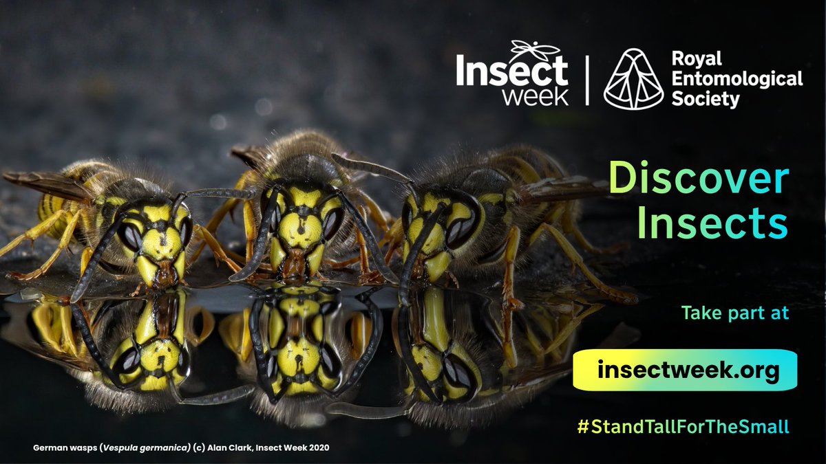 Insect Week tweet media