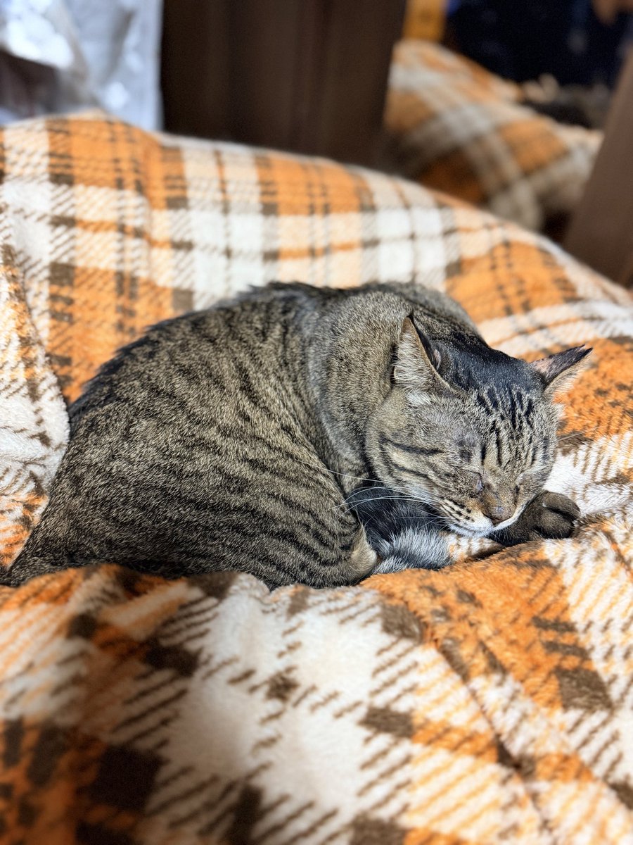 ranrenron_'s tweet photo. 長生きしてく��

#猫好きさんと繋がりたい https://t.co/ikpWuaTNXo