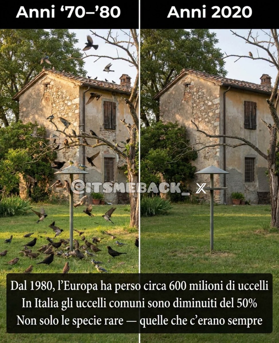 itsmeback_'s tweet photo. Raccomandazioni e Metodi della Nonna.

Il giardino di tuo nonno era pieno di uccelli. Il tuo è più silenzioso. Non è una tua impressione. 🐦

Dal 1980, l'Europa ha perso circa 600 milioni di uccelli.
In Italia, gli uccelli dei campi e dei giardini sono diminuiti del 50% in quarant'anni.

Non solo le specie rare. Quelle comuni. Quelle che c'erano sempre.

La rondine — che tornava ogni primavera e nidificava sotto i tetti.
La passera d'Italia — l'unico passero endemico italiano, oggi a rischio.
L'allodola — che cantava sui campi coltivati.
Il merlo — ancora presente, ma in calo nelle aree urbane.
La cinciallegra — sempre più rara nei giardini trascurati.

Le cause sono note: perdita di habitat, pesticidi, monoculture, giardini troppo ordinati, superfici impermeabilizzate.

Cosa puoi fare tu:
— Un abbeveratoio in giardino o sul balcone
— Una mangiatoia in inverno (semi di girasole, miglio)
— Piante autoctone che producono frutti e bacche
— Un angolo di giardino lasciato un po' selvaggio
— Niente pesticidi

Non serve molto. Serve che qualcuno lo faccia.
Ogni giardino è un piccolo habitat. 🌿