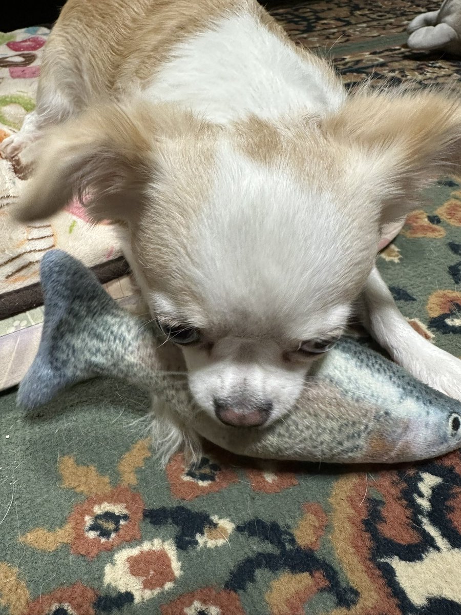 Arte_mis555's tweet photo. あっという間の日曜日!!🤣🐶🐶🐾✨
明日からまた頑張りましょう…😅💦

▽^ェ^▽ ﾜﾝ! 🍑𐔌ᐡ- ·̫ •ᐡ𐦯ฅ✨✨

 #チワワのいる暮らし
 #犬好きさんと繋がりたい https://t.co/dCfj4Az5mD