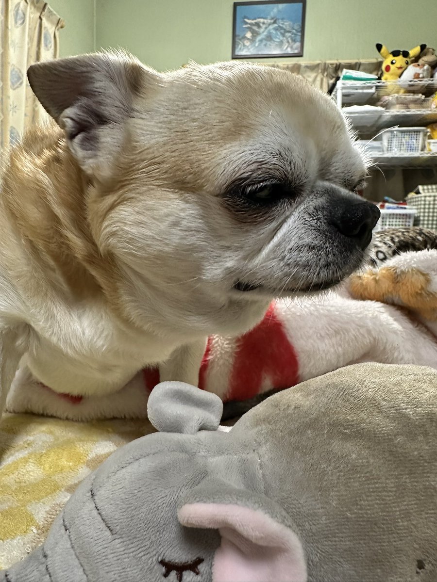Arte_mis555's tweet photo. あっという間の日曜日!!🤣🐶🐶🐾✨
明日からまた頑張りましょう…😅💦

▽^ェ^▽ ﾜﾝ! 🍑𐔌ᐡ- ·̫ •ᐡ𐦯ฅ✨✨

 #チワワのいる暮らし
 #犬好きさんと繋がりたい https://t.co/dCfj4Az5mD