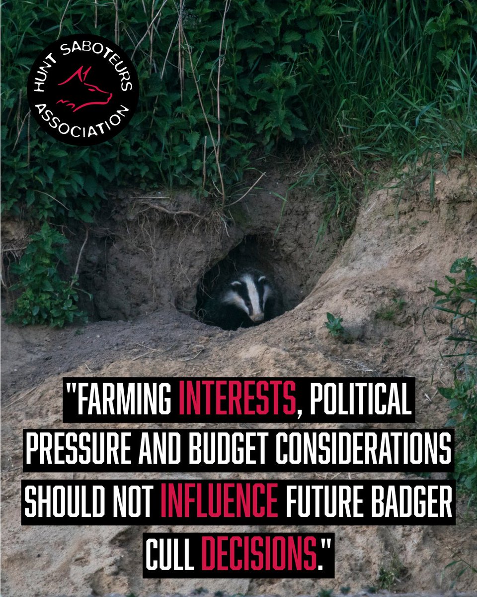HuntSabs's tweet photo. “𝐍𝐎 𝐉𝐔𝐒𝐓𝐈𝐅𝐈𝐂𝐀𝐓𝐈𝐎𝐍”
Well done to the Badger Trust and wildjusticeorg for taking Natural England to court over the despicable badger cull and securing these acknowledgments and getting these admissions into the public domain.
https://t.co/AsBTi6EQJF https://t.co/6qvO3Mq5Dq