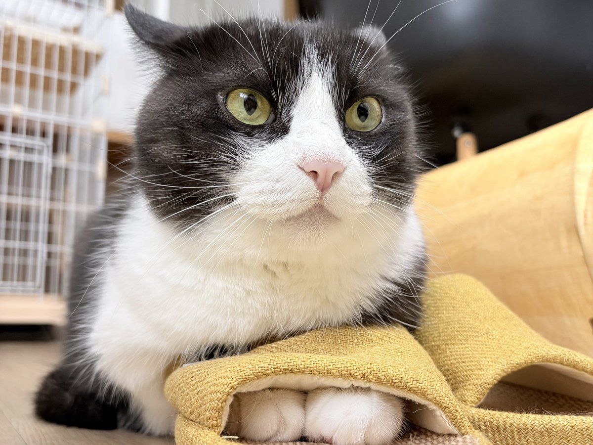 sympa0610's tweet photo. まるちゃんママが遊びに来てくれました。素敵なおもちゃをいただきノッテもサンパも楽しそうに遊んでいました✨ https://t.co/naHQ33V8FE