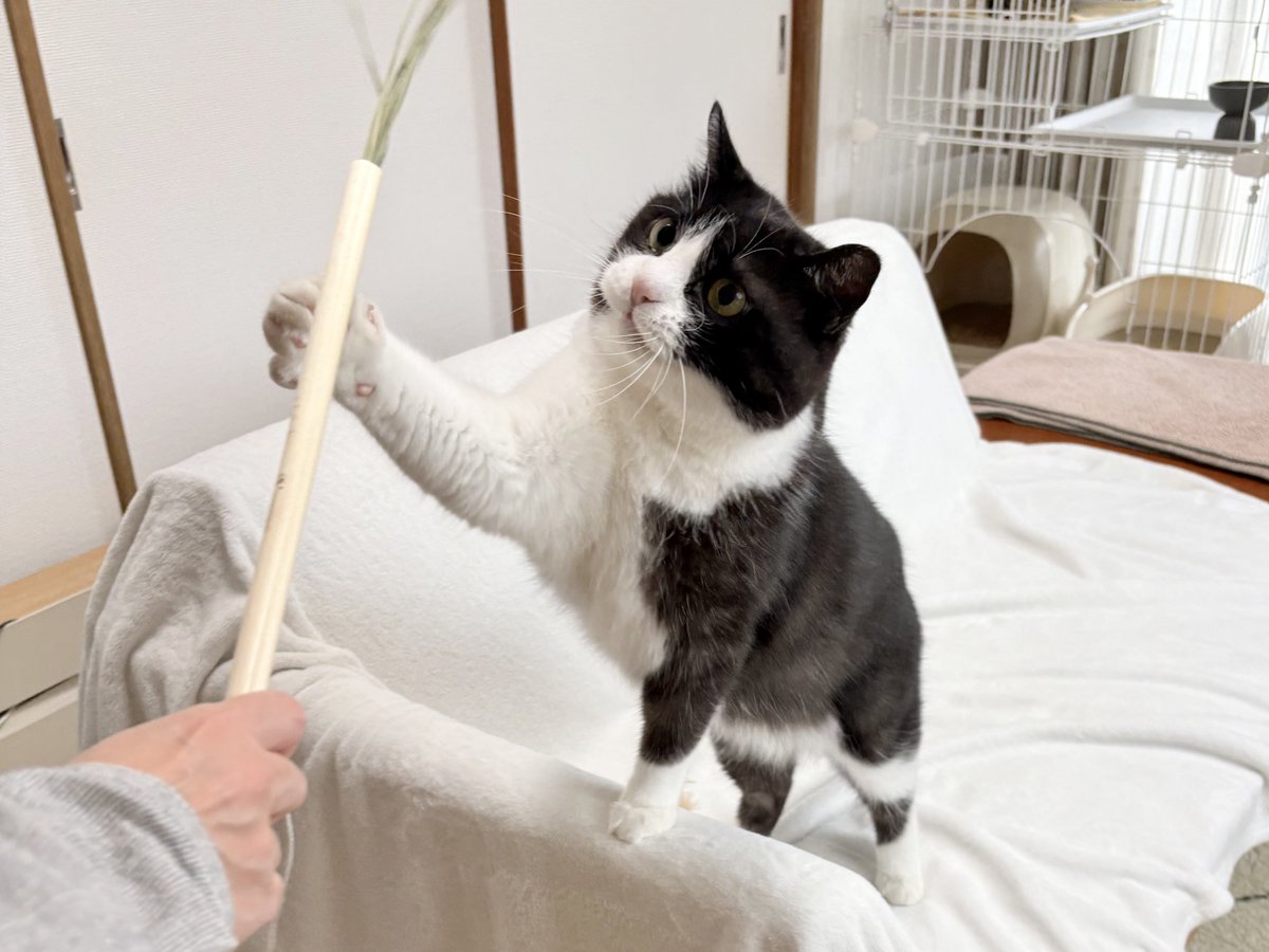 sympa0610's tweet photo. まるちゃんママが遊びに来てくれました。素敵なおもちゃをいただきノッテもサンパも楽しそうに遊んでいました✨ https://t.co/naHQ33V8FE