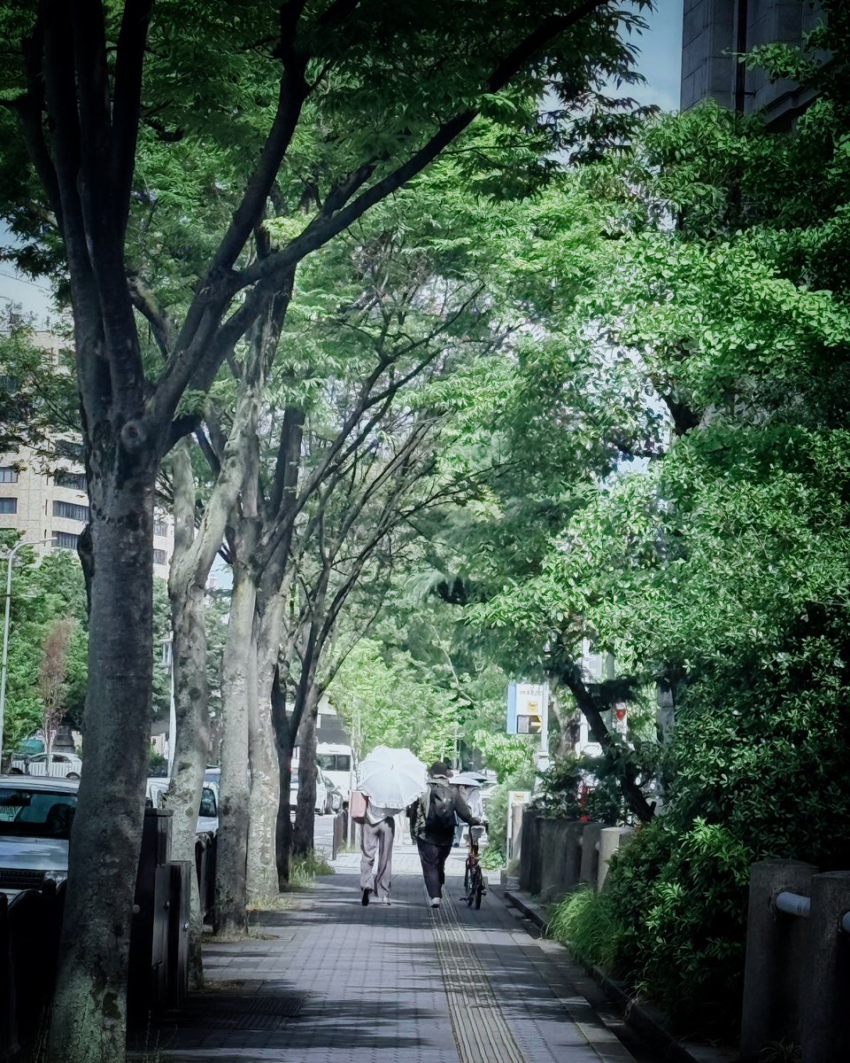 greencloudbyou's tweet photo. 木陰 https://t.co/p2f9dZR8gk