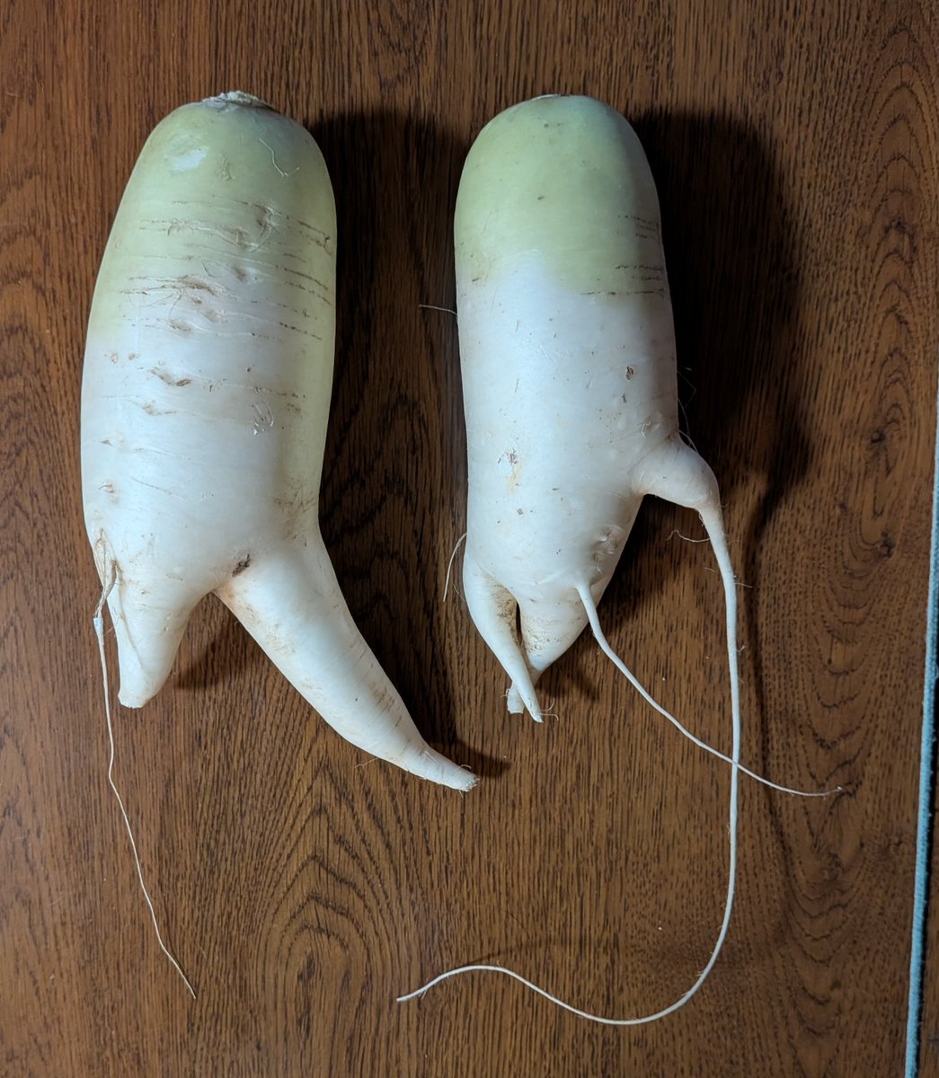ameterum's tweet photo. Dancing daikon💃 https://t.co/Le3zRAMLQA