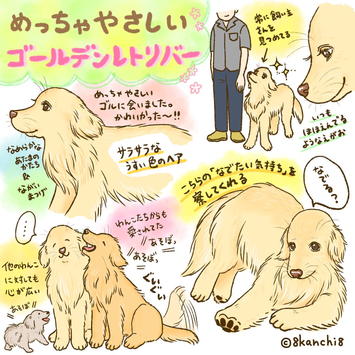 8kanchi8illust's tweet photo. 優しいゴールデンレトリバーを再掲☆ https://t.co/Wxt4bNxnb1