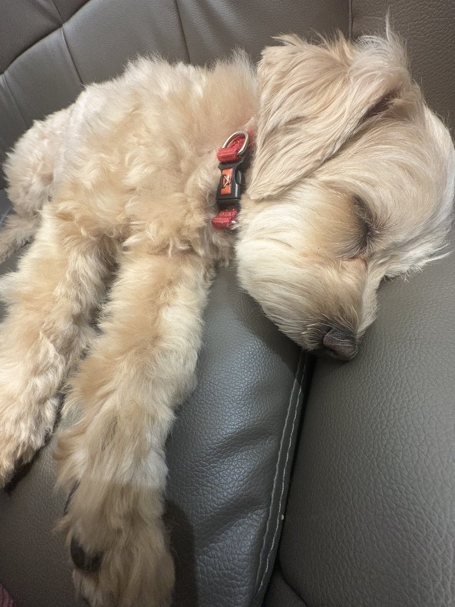 KOSHI840's tweet photo. 最近ワンコのこと呟いてなかったので近況を🐶

よく寝とる

 #マルプー https://t.co/hePM3pnwbW
