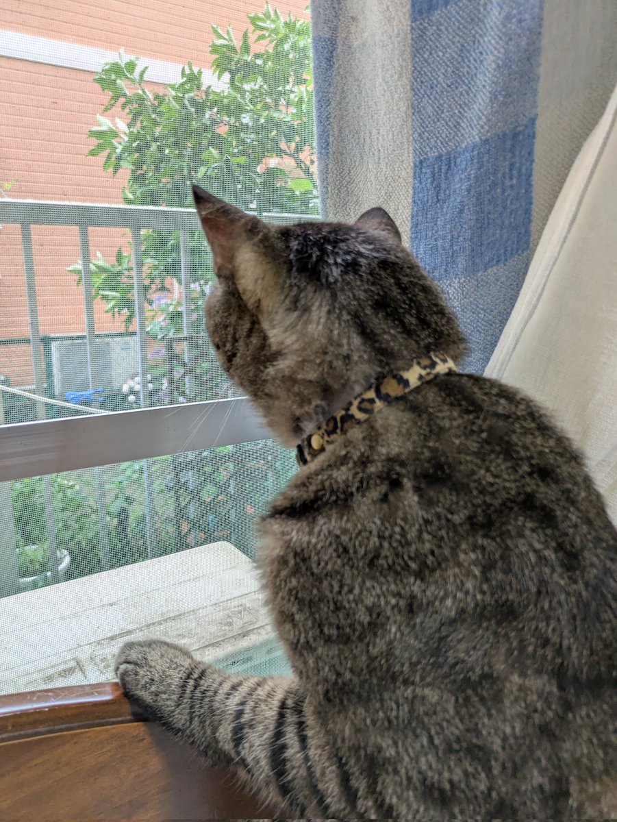 silvertabby14's tweet photo. ずっと降っている雨を見ているタビーです。雨も振らないと困るけど、ずっとずっとはちょっと飽きちゃうね https://t.co/Y0hTK6aQdC