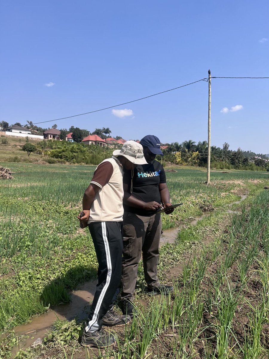Hekitari's tweet photo. Last week we visited Kamonyi: 4 cooperatives, 420+ hectares of vegetables, all running Smart Farm Manager.
Satellite intelligence in Kinyarwanda. Smarter inputs. AI pest management.
We don't advise farmers. We run climate-smart farming as a service.
https://t.co/i5hbmz2Mci https://t.co/j0WCWvQ1Kv