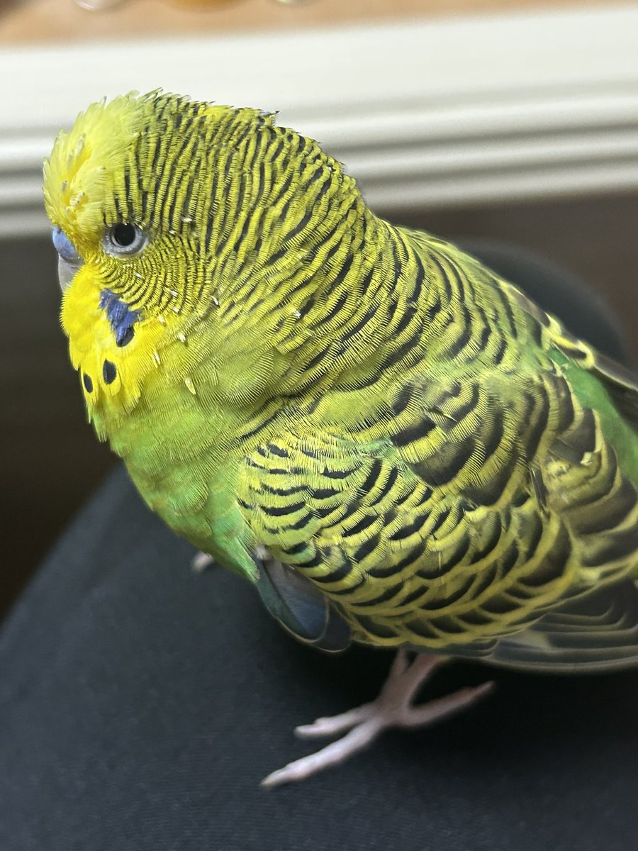 ヒザでくつろぐいんちゃん😊 モフっとしたシマシマがリラックスしてる