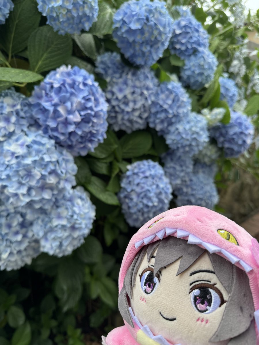don750cc's tweet photo. #6月を写真4枚で振り���る https://t.co/1pDekL8YmL