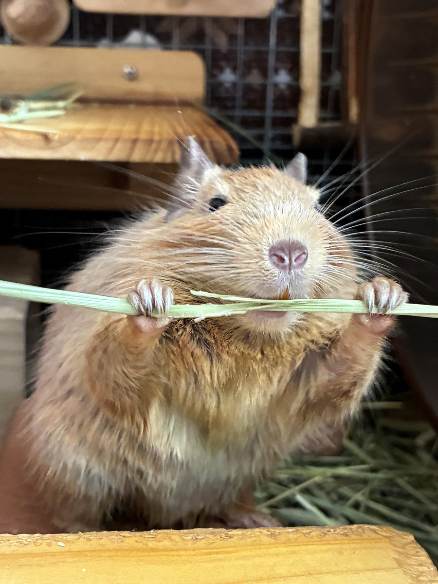 tartepanda's tweet photo. チモり方がワイルドなきなこ姉さん https://t.co/3AUEnLBcsw