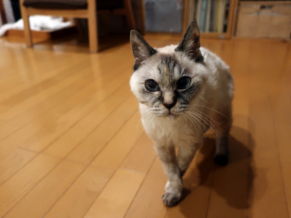 ayakouchikoshi's tweet photo. にゃーたと出会ってなかったら、動物政策の研究に着手することはなかったと思います。軽井沢にも移住してなかったし、他の猫を飼うこともなかったかも。動物をめぐる沢山のご縁もゼロ。いつの間にか四半世紀、まさしく運命の分かれ道だったんだなあと。にゃーた、素敵な人生をありがとうね。 https://t.co/iMW5NmTZ6S