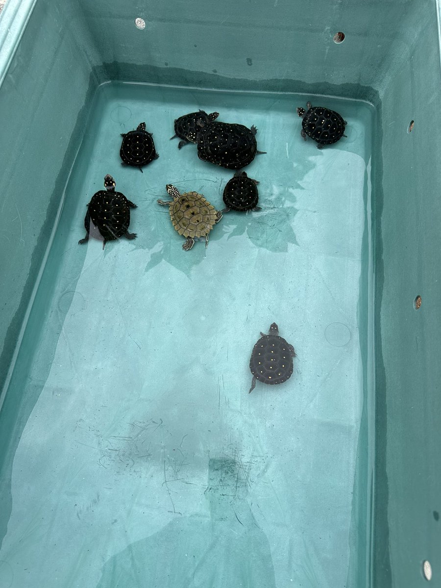 mitsuhiko_m0920's tweet photo. 曇り空の日曜日。
1+1+6🐢
橋の下に隠れてばかりなんで橋取って写真撮ってやった🤣
もちろん写真撮ったあとは橋戻してやったよ😊
#ミズガメ
#キボシイシガメ
#クロコブチズガメ
#turtle
#clemmys
#nigrinoda https://t.co/d3hnw0rixR