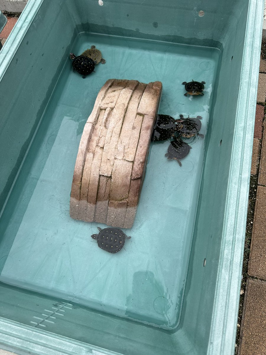 mitsuhiko_m0920's tweet photo. 曇り空の日曜日。
1+1+6🐢
橋の下に隠れてばかりなんで橋取って写真撮ってやった🤣
もちろん写真撮ったあとは橋戻してやったよ😊
#ミズガメ
#キボシイシガメ
#クロコブチズガメ
#turtle
#clemmys
#nigrinoda https://t.co/d3hnw0rixR