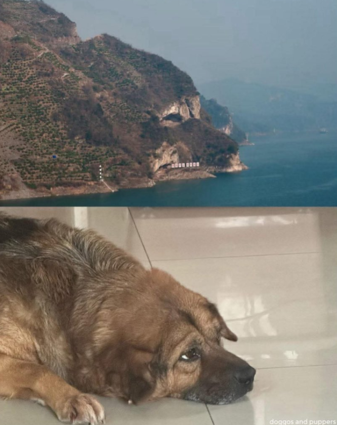 BestinDogs's tweet photo. One word for this photo https://t.co/jP2ye45bV5