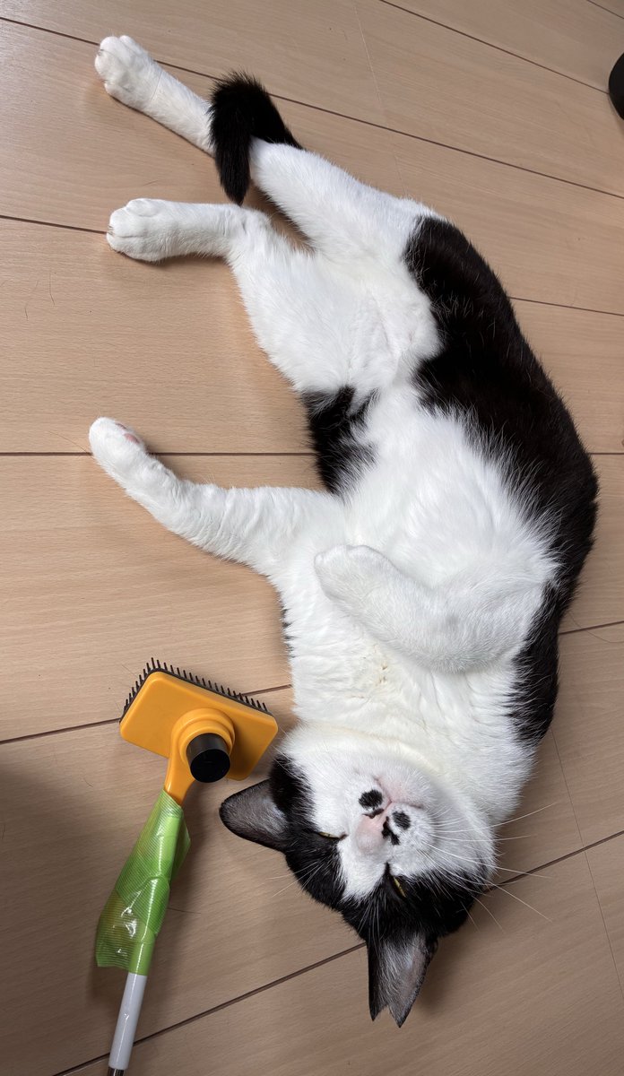 nomerisan's tweet photo. つい最近までおはようと声をかけるだけでシャーって言うてた猫はどこに行ったのか https://t.co/Lg9sG7x83b