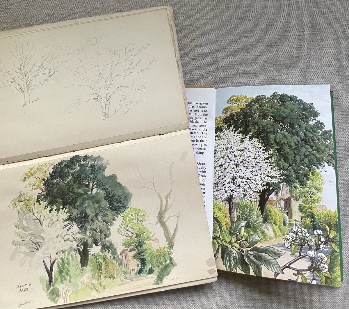LBFlyawayhome's tweet photo. I recently purchased at auction one of SR Badmin’s sketchbooks. 
I had to have it because I’d spotted that one of the pages contained a study for an illustration in the Ladybird book ‘Trees’. 
As close as I’ll probably ever come to owning original Nature series artwork 😊 https://t.co/akfPrWfWvi
