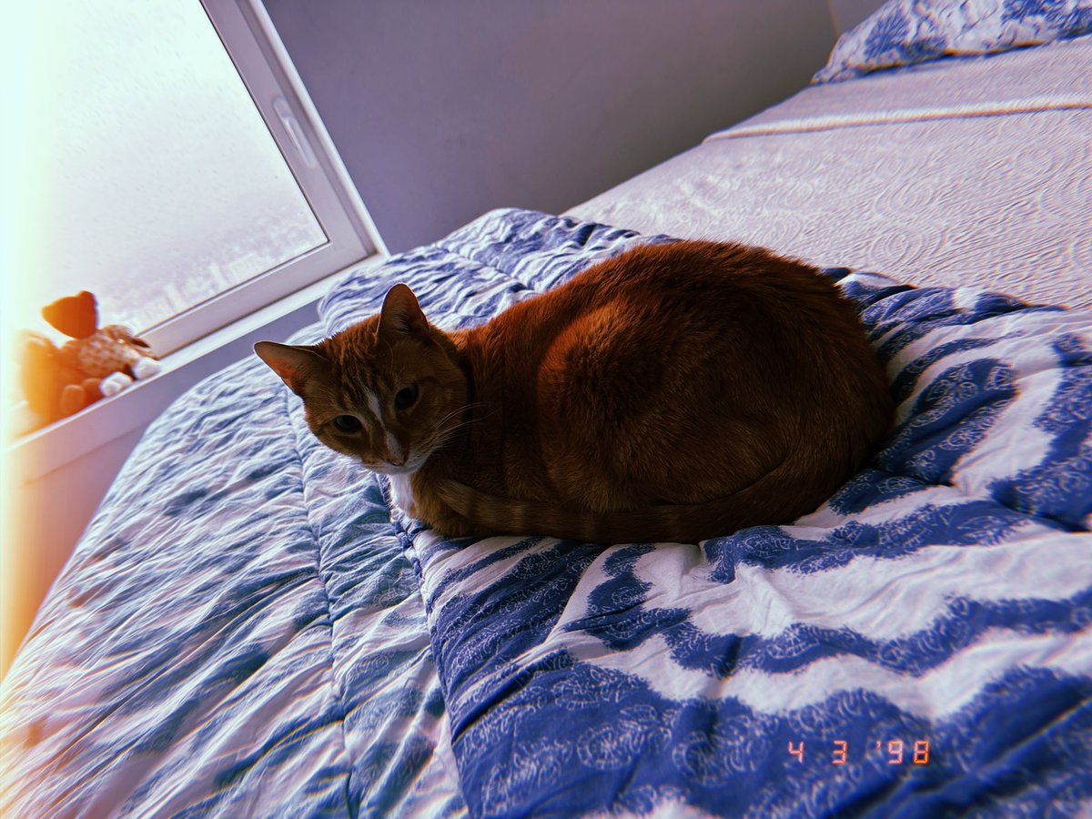 Memefinance_SOL's tweet photo. @blknoiz06 how cute is my cat https://t.co/3cNwIg5YBZ
