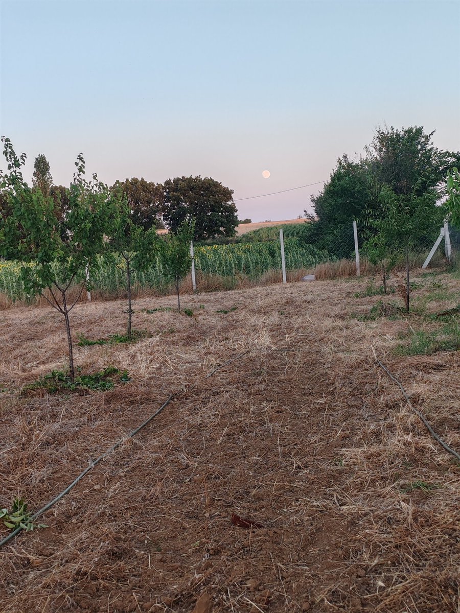 ayca_menekse's tweet photo. Gündöndü 🌼 gözümün gördüğü ile kamerenın çektiğinin alakası olamaması🫠 https://t.co/uvU5v34T5d