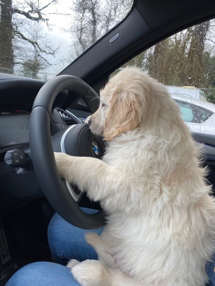 theDoggLovers's tweet photo. Puppy riding the car..... https://t.co/TBuzXoOs9O