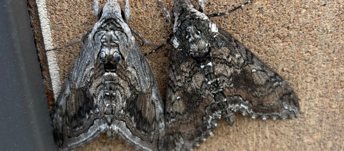 MothHeaven_'s tweet photo. Different species, still friends https://t.co/LaFHSNHnm5