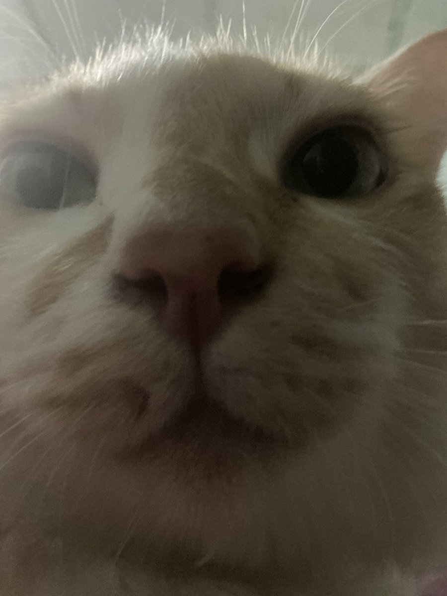 Mini SirMeowMeow tweet media
