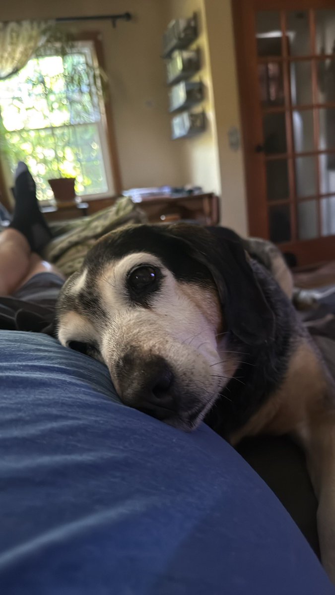 DConChainX's tweet photo. We’re almost at 100 degrees Fahrenheit here in the northeast. 🥵

Great day for some air conditioning and timeline fun.

LouLou agrees. (Woof🐶) https://t.co/GLhFpvs644