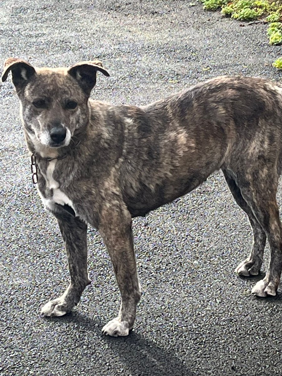 Clauusaanchez's tweet photo. ADOPCIÓN MUY URGENTE/TENERIFE. POSIBILIDAD DE TRASLADO A OTRA ISLA🚨

Necesitan encontrar un hogar lo antes posible debido al fallecimiento de la persona que se hacía cargo de ellas.

📩 Interesad@s, contactar por mensaje privado.

Ayúdanos a encontrarles el hogar que merecen❣️ https://t.co/3TyY6hvevj