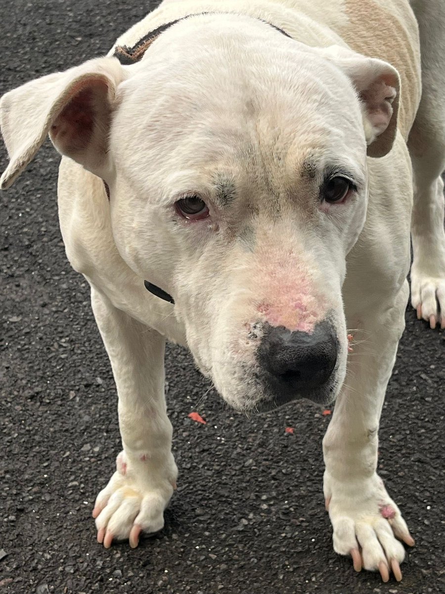 Clauusaanchez's tweet photo. ADOPCIÓN MUY URGENTE/TENERIFE. POSIBILIDAD DE TRASLADO A OTRA ISLA🚨

Necesitan encontrar un hogar lo antes posible debido al fallecimiento de la persona que se hacía cargo de ellas.

📩 Interesad@s, contactar por mensaje privado.

Ayúdanos a encontrarles el hogar que merecen❣️ https://t.co/3TyY6hvevj