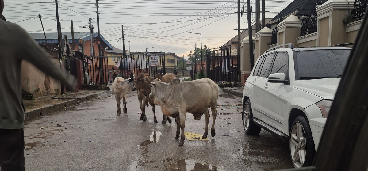 kaybaxx's tweet photo. @tokunbo_wahab @TrafficChiefNG This afternoon, some wandering cattle reportedly caused an accident on LASU Road today Sunday 28th
Kindly look into this before incidents occur. https://t.co/gomwmLsdp8